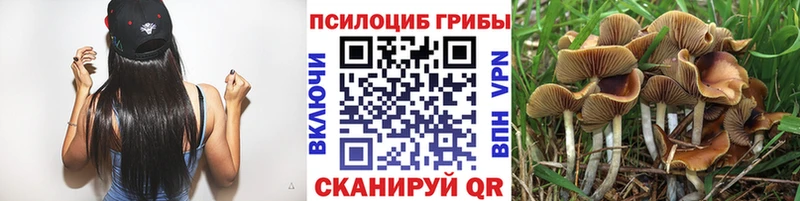 закладка  Железноводск  Псилоцибиновые грибы MAGIC MUSHROOMS 